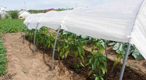 5 причин использовать агроволокно на дачном участке