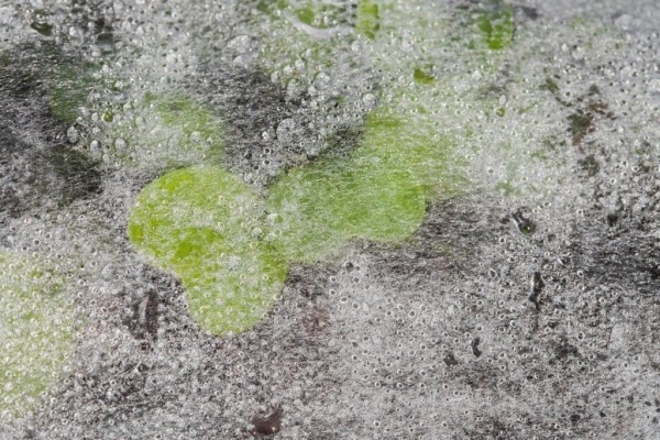 5 причин использовать агроволокно на дачном участке