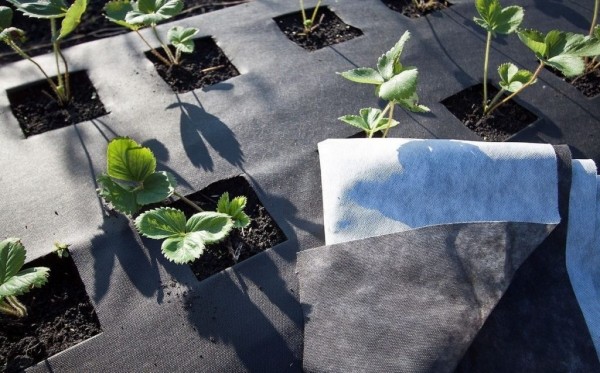 5 причин использовать агроволокно на дачном участке