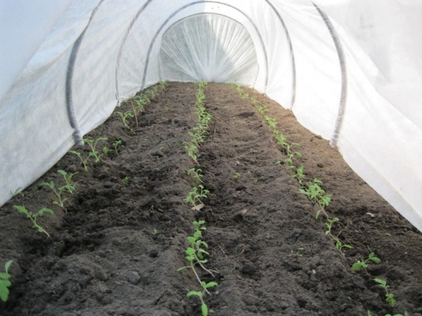 5 причин использовать агроволокно на дачном участке