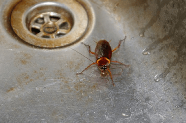 Борная кислота от тараканов