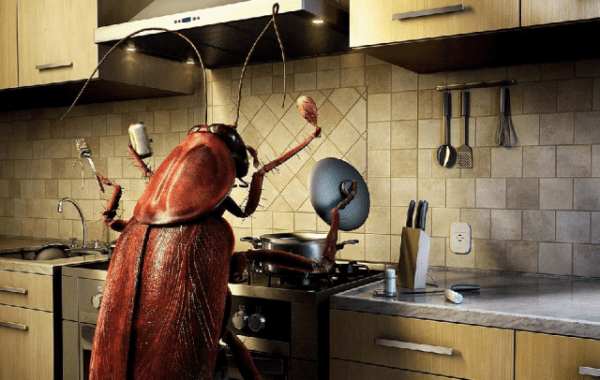 Борная кислота от тараканов