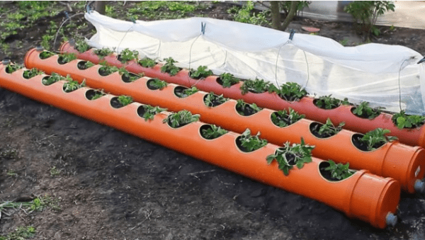 Грядки для клубники из труб своими руками: пластиковых, ПВХ, вертикальные, горизонтальные