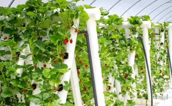 Грядки для клубники из труб своими руками: пластиковых, ПВХ, вертикальные, горизонтальные