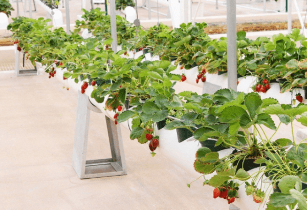 Грядки для клубники из труб своими руками: пластиковых, ПВХ, вертикальные, горизонтальные