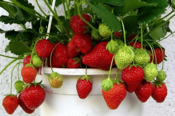 Грядки для клубники из труб своими руками: пластиковых, ПВХ, вертикальные, горизонтальные