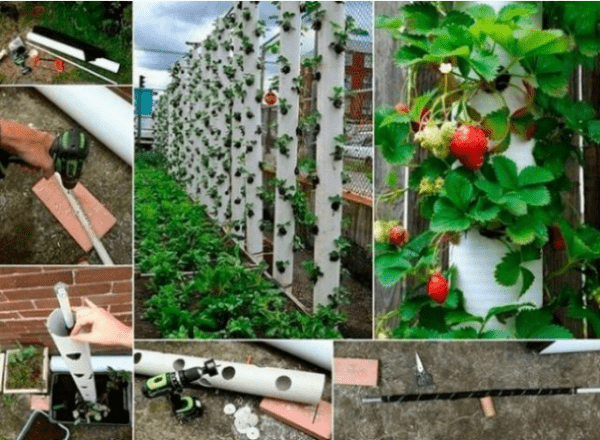 Грядки для клубники из труб своими руками: пластиковых, ПВХ, вертикальные, горизонтальные
