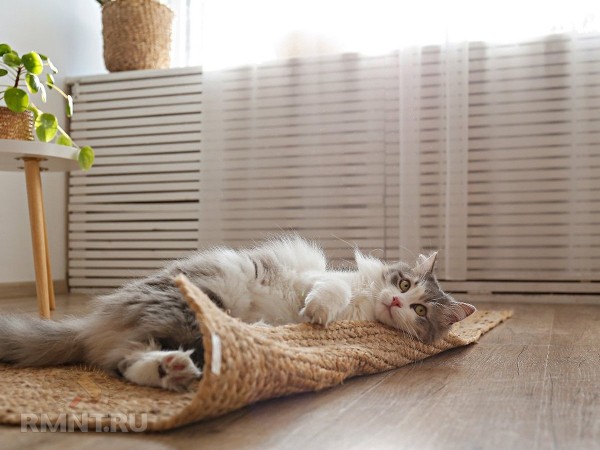 





Предметы интерьера, которые не&nbsp;нравятся вашим домашним питомцам



