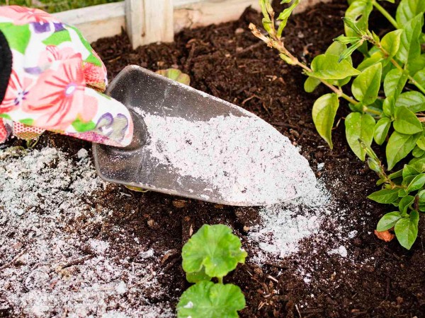 





Правила использования древесной золы на участке



