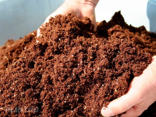 





Как и чем удобрить растения в июне



