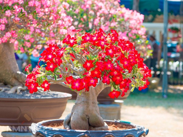 





Как вырастить адениум в домашних условиях



