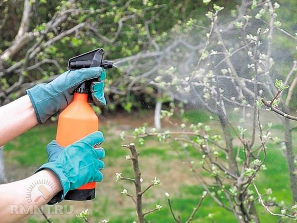 





Как и чем удобрить растения в июне



