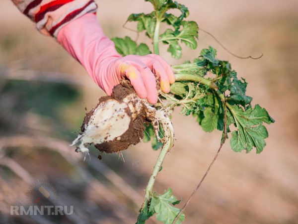 Что такое инвазивные растения и чем они опасны
Что такое инвазивные растения и чем они опасны