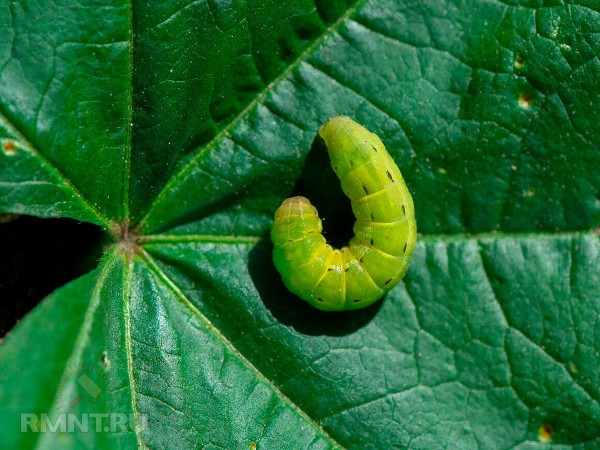 





Как избавиться от гусениц в саду и огороде



