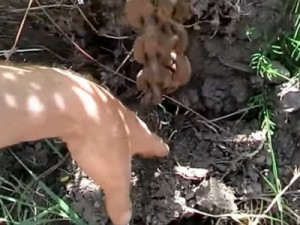 Как построить забор из профлиста своими руками: пошаговая инструкция и важные нюансы