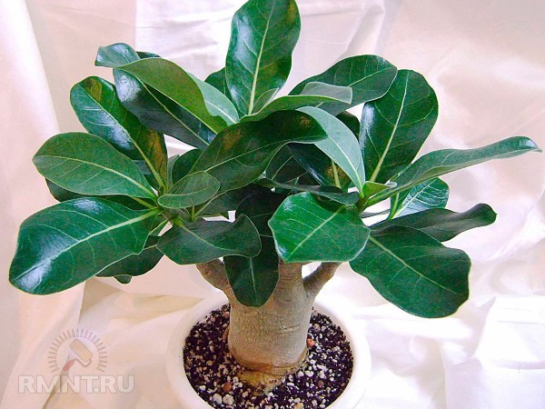 





Как вырастить адениум в домашних условиях



