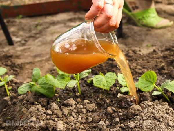 Что такое рыбное удобрение, плюсы и минусы его использования
Что такое рыбное удобрение, плюсы и минусы его использования