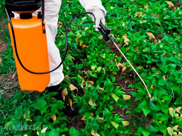 Что такое инвазивные растения и чем они опасны
Что такое инвазивные растения и чем они опасны
