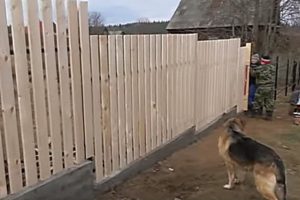 Деревянный забор на металлических столбах своими руками: пошаговая инструкция + фото