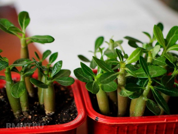 





Как вырастить адениум в домашних условиях



