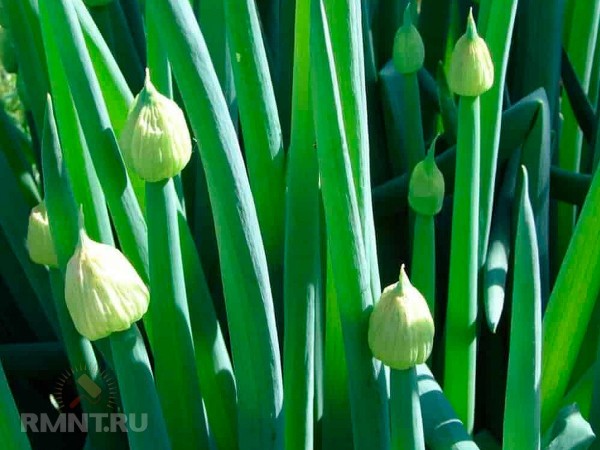 





Что такое стрелкование растений и&nbsp;как его предотвратить



