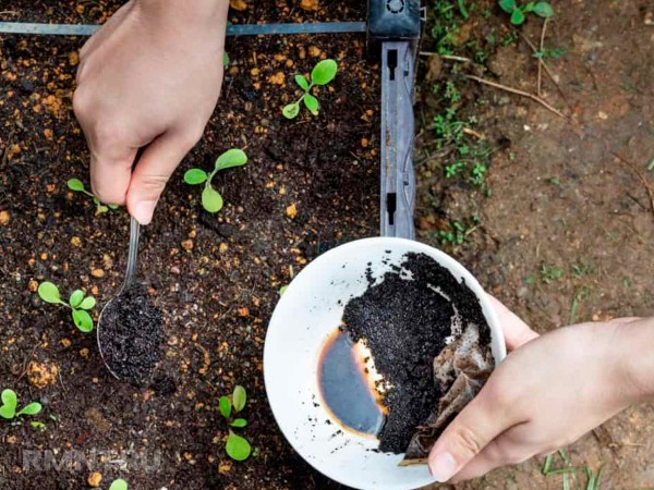





Что такое регенеративное садоводство и огородничество



