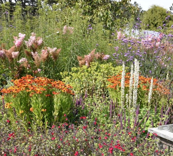 Что такое «хаотичный» сад и почему он не останется в тренде
Что такое «хаотичный» сад и почему он не останется в тренде