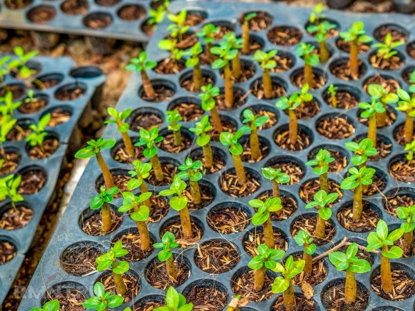 





Как вырастить адениум в домашних условиях



