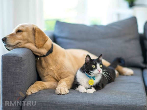 





Предметы интерьера, которые не&nbsp;нравятся вашим домашним питомцам



