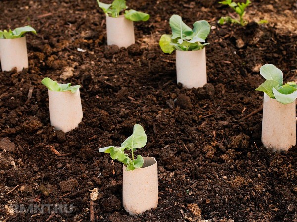 





Как избавиться от гусениц в саду и огороде



