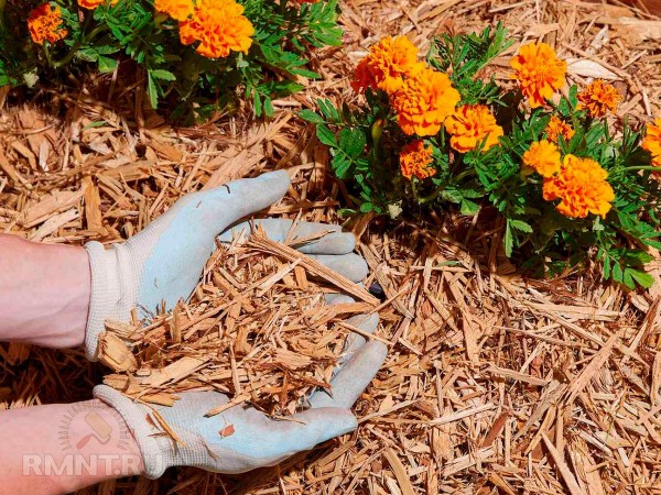





Что такое регенеративное садоводство и огородничество



