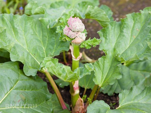 





Что такое стрелкование растений и&nbsp;как его предотвратить



