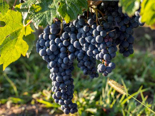 Лучшие сорта винограда: Топ 15 популярных видов для производства вина и употребления в качестве десерта