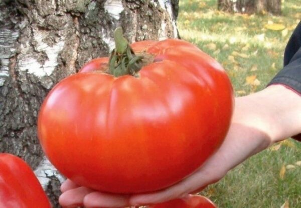 Лучшие сорта томатов для теплицы: Топ 33 видов помидор для выращивания в различных регионах