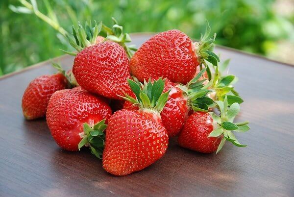 Лучшие ремонтантные сорта клубники: Топ 19 популярных видов, особенности и правила выращивания Лучшие ремонтантные сорта клубники: Топ 19 популярных видов, особенности и правила выращивания