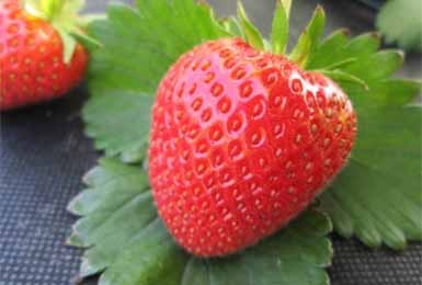 Лучшие ремонтантные сорта клубники: Топ 19 популярных видов, особенности и правила выращивания Лучшие ремонтантные сорта клубники: Топ 19 популярных видов, особенности и правила выращивания