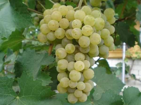 Лучшие сорта винограда: Топ 15 популярных видов для производства вина и употребления в качестве десерта