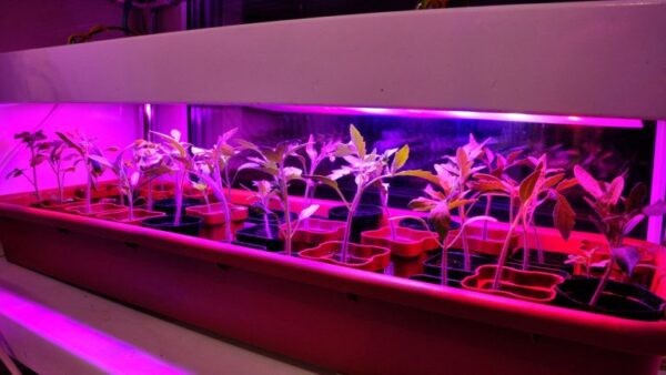 Фитолампа для растений какую выбрать для рассады: рейтинг ТОП-10 лучших моделей