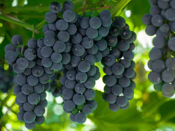 Лучшие сорта винограда: Топ 15 популярных видов для производства вина и употребления в качестве десерта