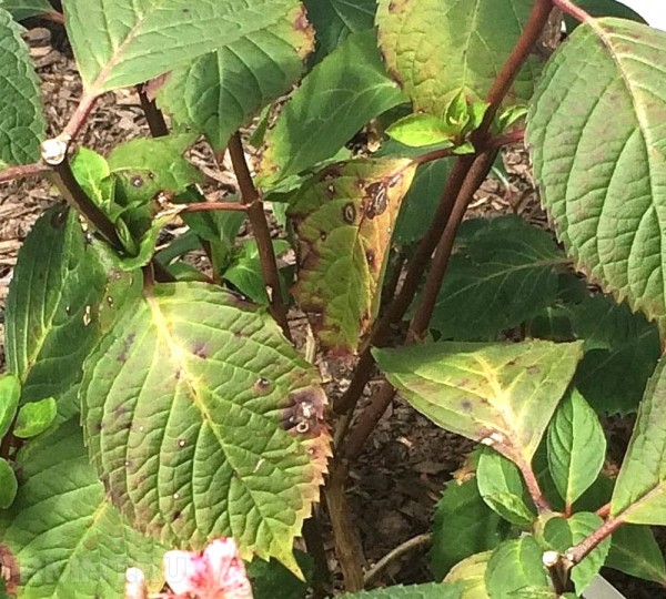 





Темнеют листья у гортензии — почему и что делать



