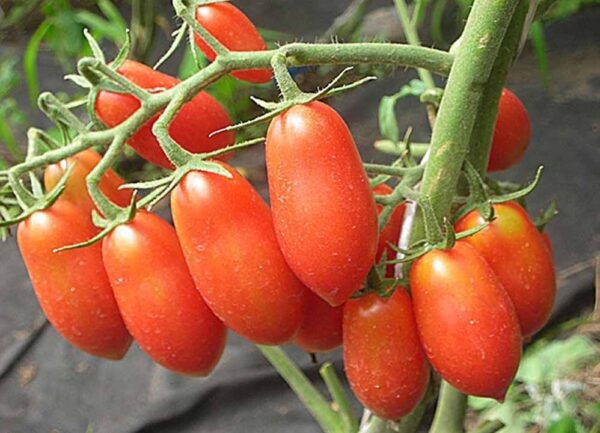 Лучшие сорта томатов для теплицы: Топ 33 видов помидор для выращивания в различных регионах