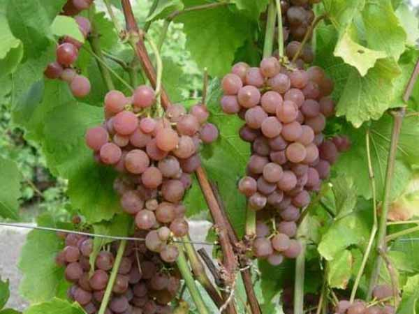 Лучшие сорта винограда: Топ 15 популярных видов для производства вина и употребления в качестве десерта