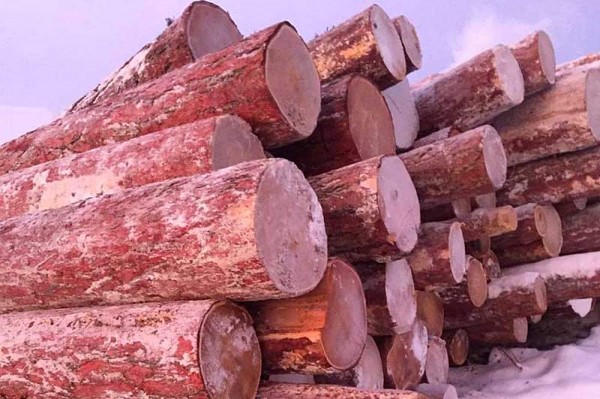 Из какого дерева лучше строить баню: как правильно выбрать материал и не прогадать