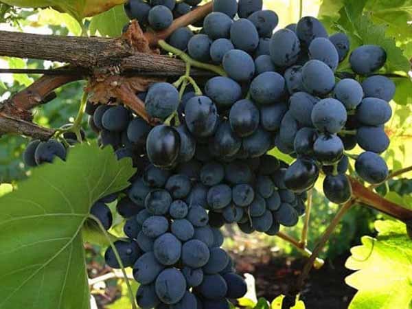 Лучшие сорта винограда: Топ 15 популярных видов для производства вина и употребления в качестве десерта