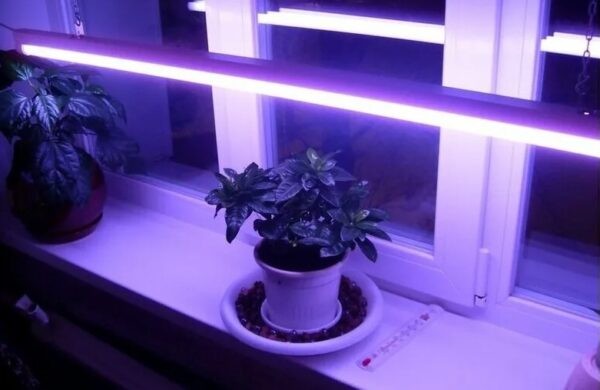 Фитолампа для растений какую выбрать для рассады: рейтинг ТОП-10 лучших моделей