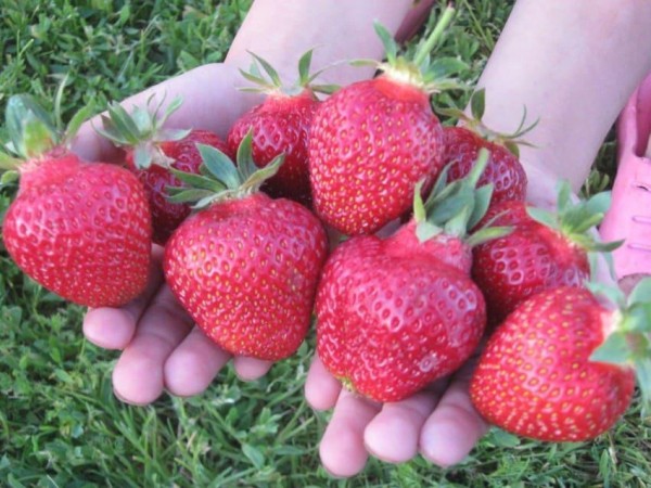 Лучшие ремонтантные сорта клубники: Топ 19 популярных видов, особенности и правила выращивания Лучшие ремонтантные сорта клубники: Топ 19 популярных видов, особенности и правила выращивания