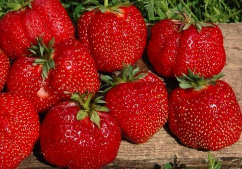 Лучшие ремонтантные сорта клубники: Топ 19 популярных видов, особенности и правила выращивания Лучшие ремонтантные сорта клубники: Топ 19 популярных видов, особенности и правила выращивания