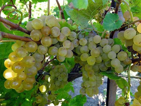 Лучшие сорта винограда: Топ 15 популярных видов для производства вина и употребления в качестве десерта