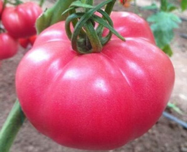 Лучшие сорта томатов для теплицы: Топ 33 видов помидор для выращивания в различных регионах