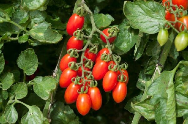 Лучшие сорта томатов для теплицы: Топ 33 видов помидор для выращивания в различных регионах